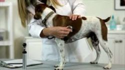 Veterinary Stethoscope Dog, dog stethoscope